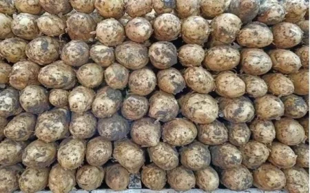 الزراعة تكمل فحص تقاوي البطاطس للعروة الشتوية المخصصة للتصدير