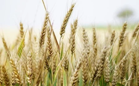 دراسة تكشف عن جين خفي قادر على مضاعفة إنتاج القمح ثلاث مرات