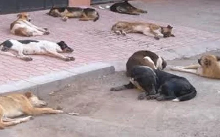 تسوية الخلاف حول الاعتداء على صحفية بعد إطعامها كلبا ضالا