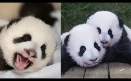 حديقة حيوانات فرنسية تحتفل بوداع زوج من الباندا قبل عودتهما إلى الصين