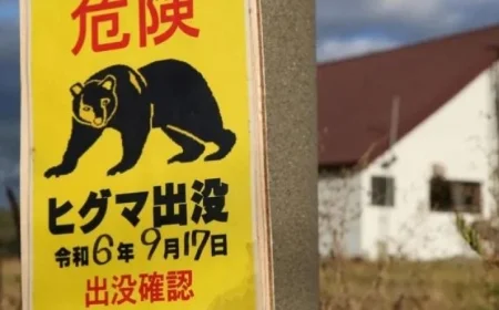 سكان منطقة يابانية يتوجهون للجيش بعد تصاعد هجمات الدببة