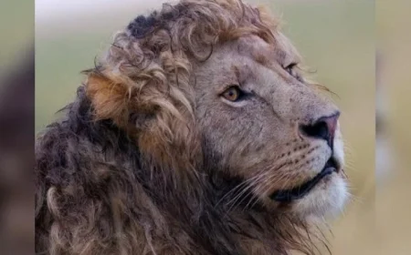 أسد بتسريحة شعر مذهلة يثير ضجة كبيرة على منصات التواصل الاجتماعي