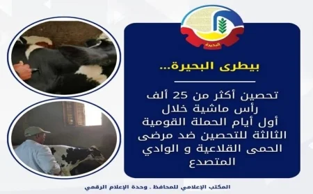 البحيرة تبدأ الحملة الوطنية الثالثة للتطعيم ضد الحمى القلاعية والوادي المتصدع