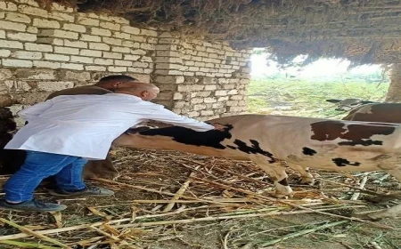 تحصين 45 ألف رأس من الماشية في الحملة الوطنية لمكافحة الحمى القلاعية في المنيا