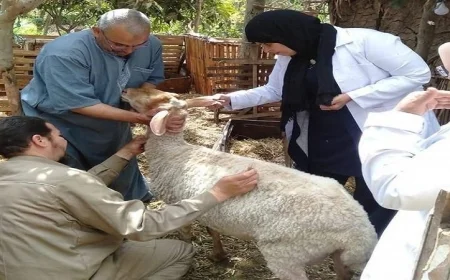 وزارة الزراعة تُحصن أكثر من 421 ألف رأس ماشية ضد الحُمّى القلاعية لحماية الثروة الحيوانية