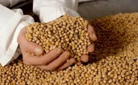 الخزانة الأمريكية تعلن عودة الصين لمستوياتها الطبيعية في شراء فول الصويا