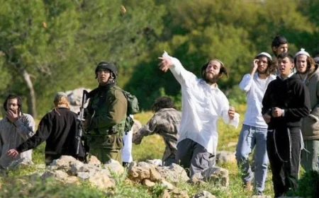 مستوطنون يدمرون 80 شجرة زيتون في واد سعير شمال شرق الخليل