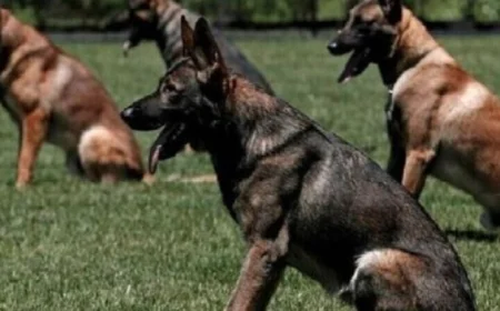 صيني يترك وظيفته لي dedicates his life لتدريب الكلاب والمحبة للحيوانات