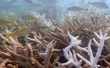 دراسة تكشف تأثير اختفاء طحالب الكيلب بسبب احترار المحيطات على الأسماك والرخويات