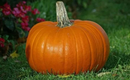 دراسة جديدة تكشف عن بروتين في القرعيات يعزز نقل الملوثات من التربة إلى الثمار