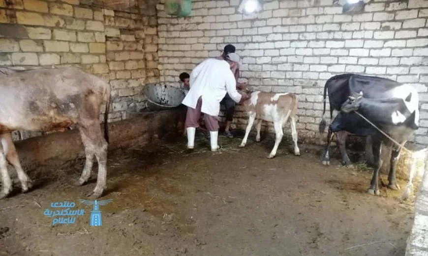 بيطري الإسماعيلية يستمر في تحصين الماشية وتفتيش الصيدليات البيطرية لضمان سلامتها