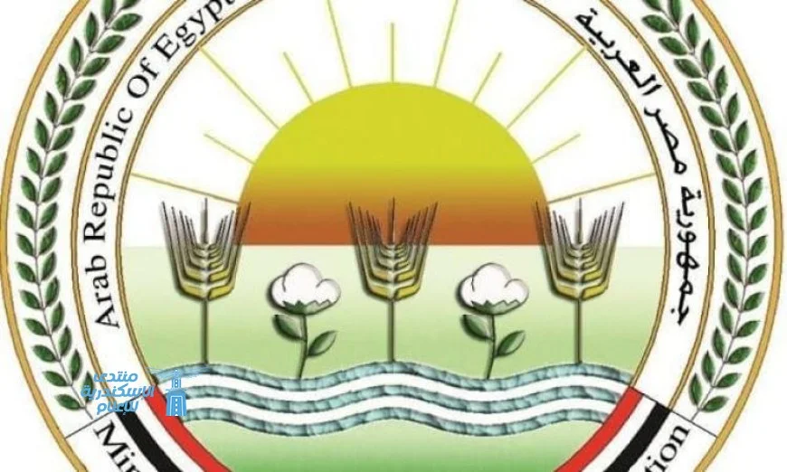 مصر تستضيف منتدى الأرز الأفريقي الثلاثاء القادم: اكتشف الأحداث والفعاليات المنتظرة