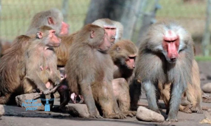 هروب ثلاثة قرود من حديقة الحيوان يسبب حالة من الفوضى والرعب في دمشق