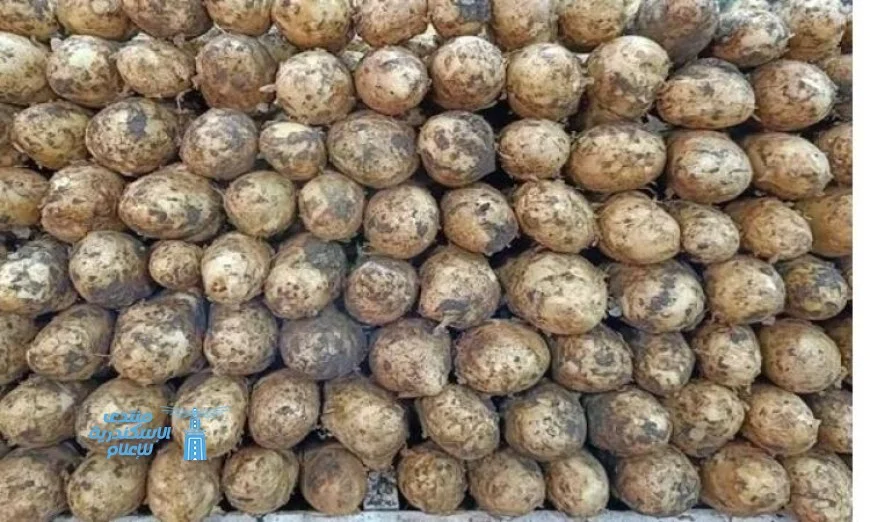 الزراعة تكمل فحص تقاوي البطاطس للعروة الشتوية المخصصة للتصدير