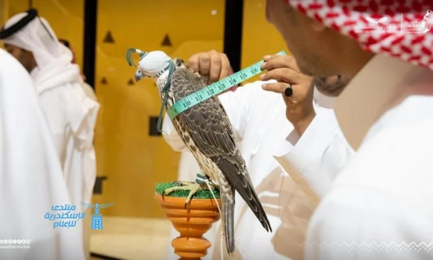 بيع صقرين في السعودية بسعر مذهل 163 ألف ريال