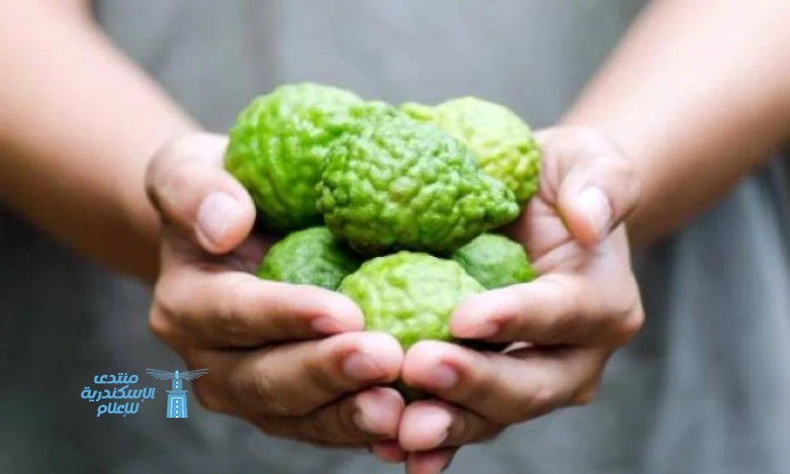 الليمون العطرى يحمي الكبد من أمراض السمنة ويعزز الصحة العامة