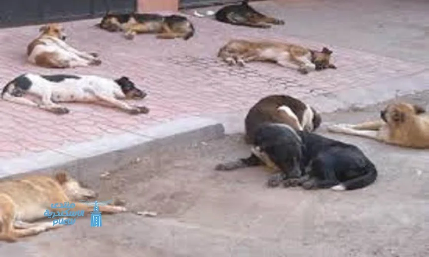 تسوية الخلاف حول الاعتداء على صحفية بعد إطعامها كلبا ضالا