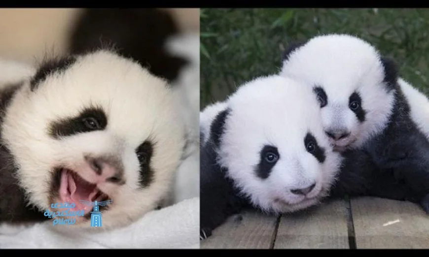 حديقة حيوانات فرنسية تحتفل بوداع زوج من الباندا قبل عودتهما إلى الصين