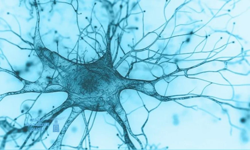 تحالف بروتينين يكشف سر بداية مرض ألزهايمر ويعطي آمال جديدة للعلاج