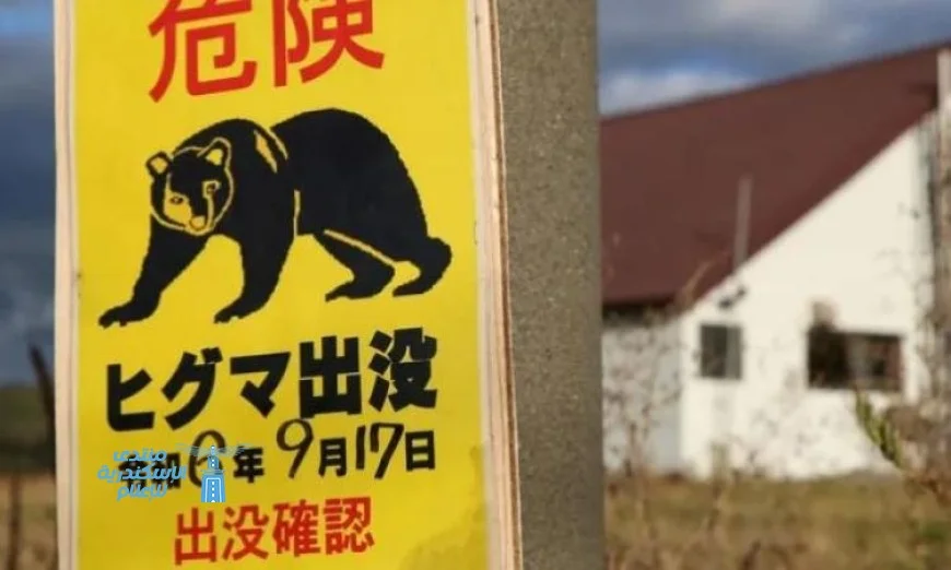 سكان منطقة يابانية يتوجهون للجيش بعد تصاعد هجمات الدببة