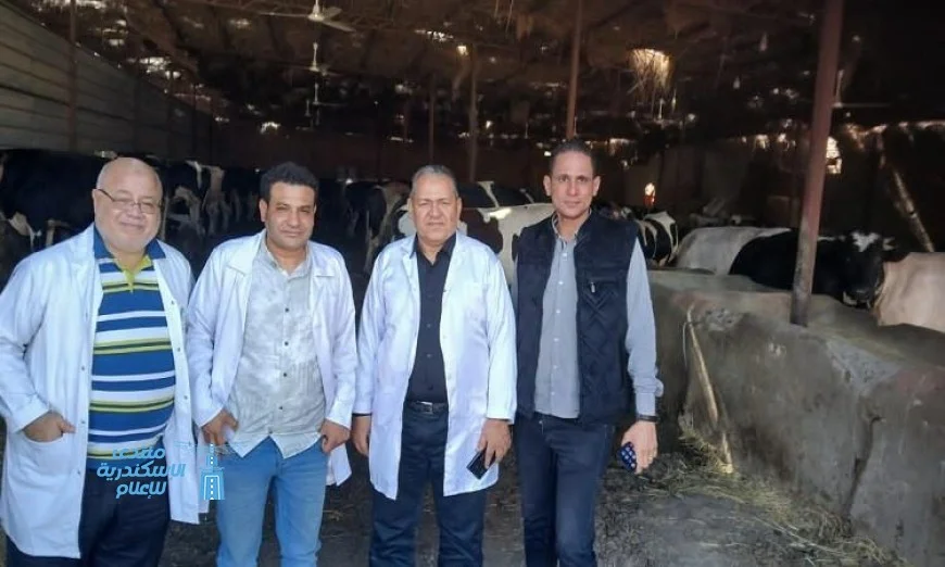 تحصين 598 رأس ماشية في الفيوم للحماية من الحمى القلاعية والوادي المتصدع