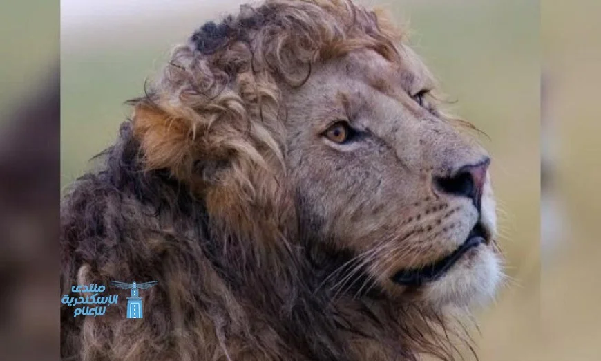 أسد بتسريحة شعر مذهلة يثير ضجة كبيرة على منصات التواصل الاجتماعي