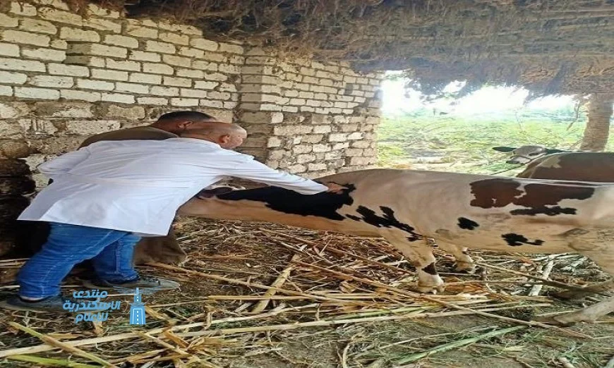 تحصين 45 ألف رأس من الماشية في الحملة الوطنية لمكافحة الحمى القلاعية في المنيا