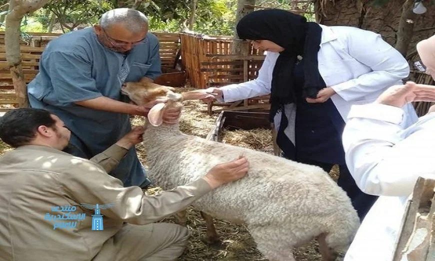 وزارة الزراعة تُحصن أكثر من 421 ألف رأس ماشية ضد الحُمّى القلاعية لحماية الثروة الحيوانية