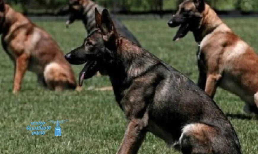 صيني يترك وظيفته لي dedicates his life لتدريب الكلاب والمحبة للحيوانات