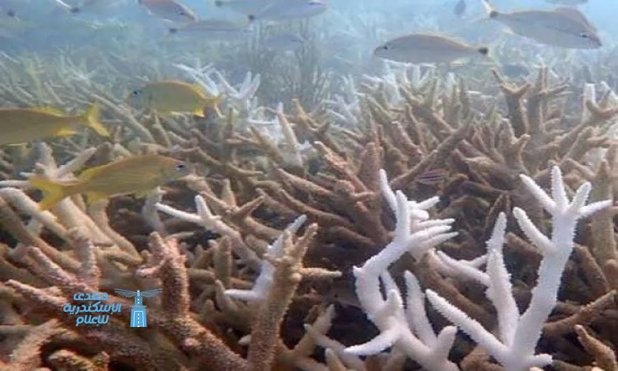 دراسة تكشف تأثير اختفاء طحالب الكيلب بسبب احترار المحيطات على الأسماك والرخويات