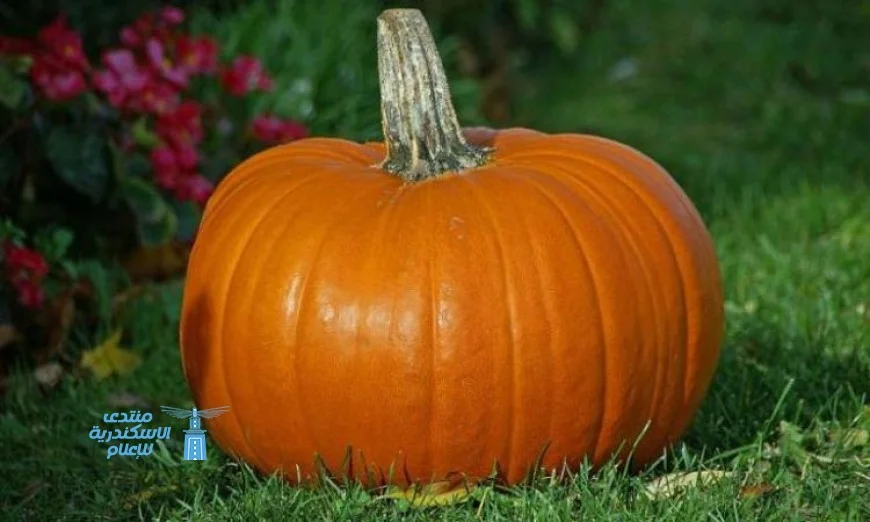 دراسة جديدة تكشف عن بروتين في القرعيات يعزز نقل الملوثات من التربة إلى الثمار