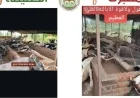وزارة الزراعة تكشف حقيقة فيديو نفوق الماشية المتداول على وسائل التواصل الاجتماعي