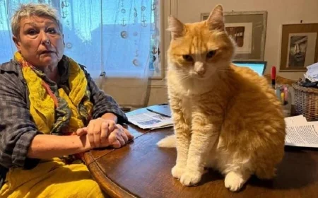 غرامة مالية على سيدة بسبب تسلل قطتها إلى حديقة جيرانها