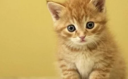 صيني يترك ثروته لقطته ويبحث عن الشخص المثالي لرعايتها بعد وفاته