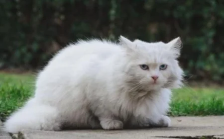 محكمة تركية تقضي بتخصيص نفقة للقطط بعد الطلاق من الزوج