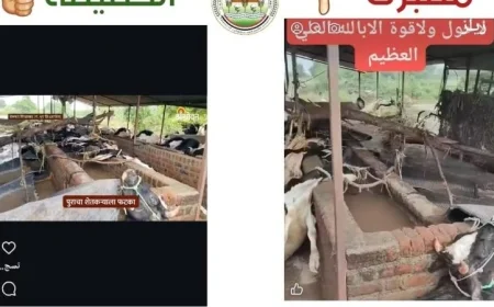 وزارة الزراعة تكشف حقيقة فيديو نفوق الماشية المتداول على وسائل التواصل الاجتماعي