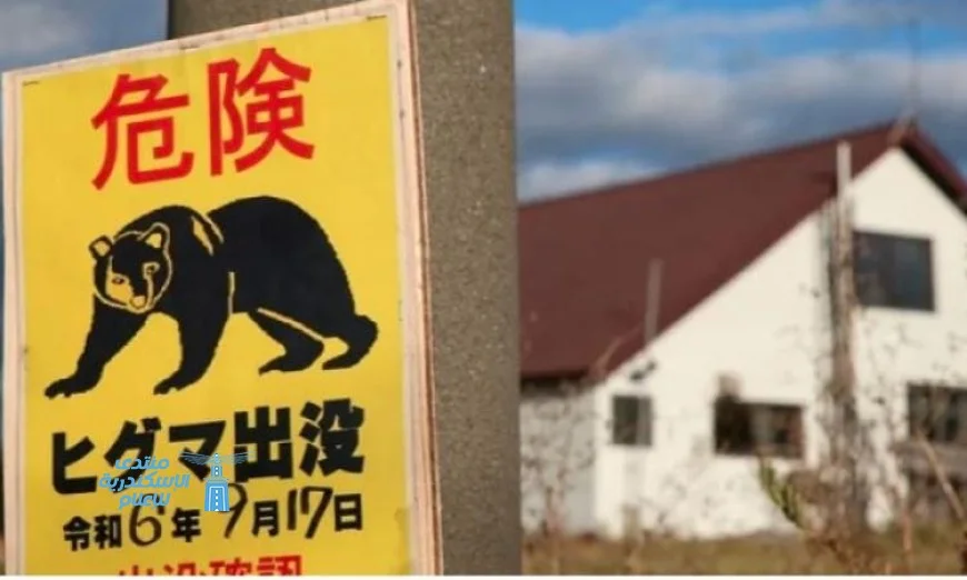 سكان منطقة يابانية يلجؤون إلى الجيش لمواجهة هجمات الدببة المتزايدة