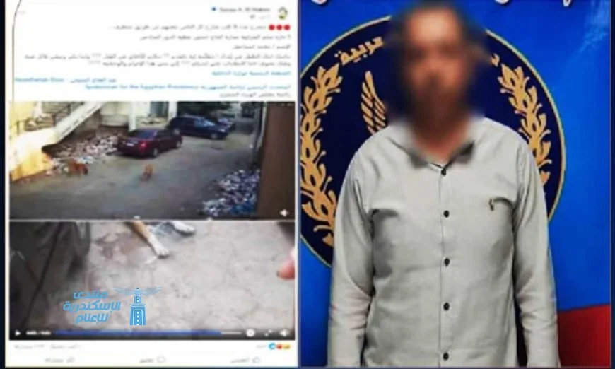 ضبط متهم بتسميم الكلاب الضالة في شوارع القاهرة باستخدام طعام مسموم