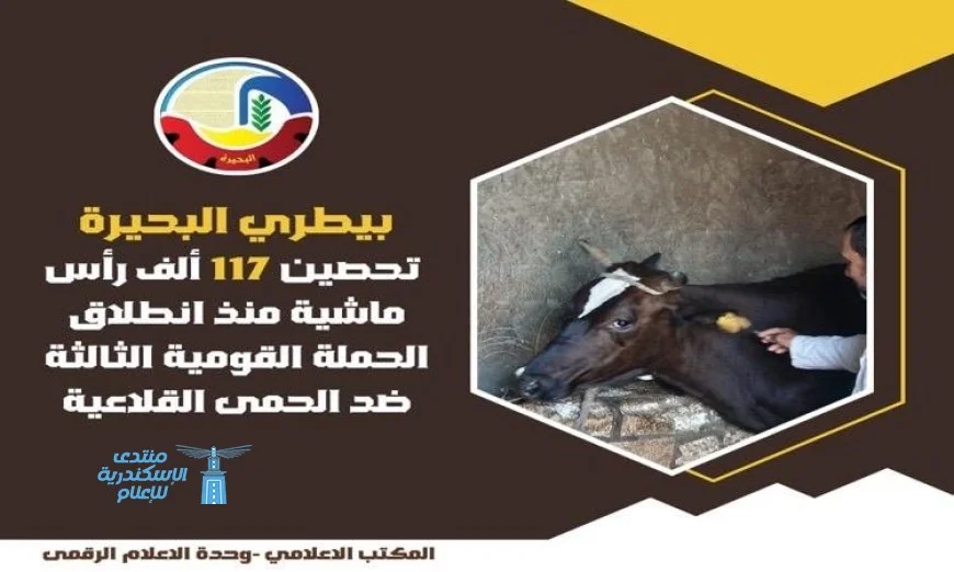 انطلاق الحملة القومية الثالثة لتحصين المواشي ضد الحمى القلاعية وحمى الوادي المتصدع في محافظة البحيرة