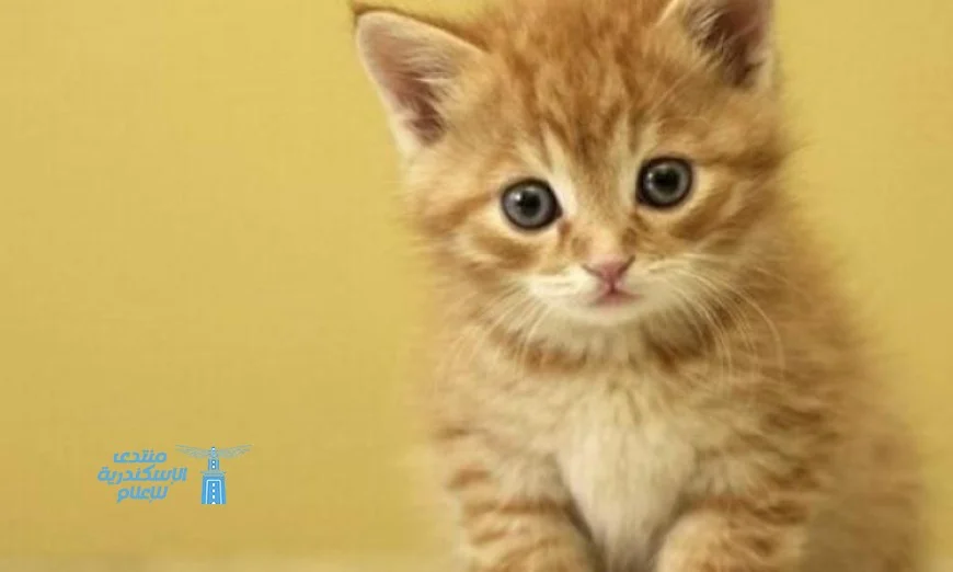 صيني يترك ثروته لقطته ويبحث عن الشخص المثالي لرعايتها بعد وفاته