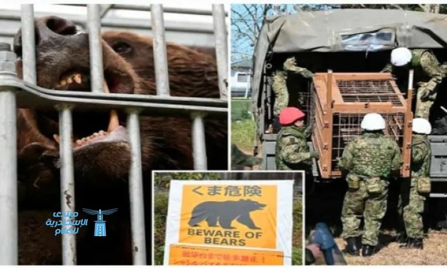 هجوم دببة على سكان اليابان والحكومة تستنفر الجيش للحد من الكارثة