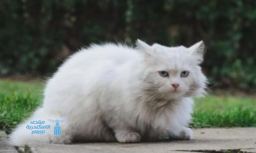 محكمة تركية تقضي بتخصيص نفقة للقطط بعد الطلاق من الزوج