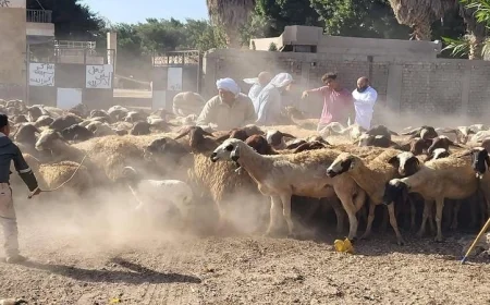 الزراعة تعلن عن تحصين 1.2 مليون رأس ماشية ضد الحمى القلاعية حتى الآن