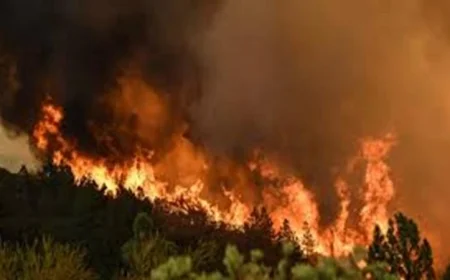 حرائق الغابات تسبب تلوثاً هوائياً أعلى بكثير مما كنا نعتقد