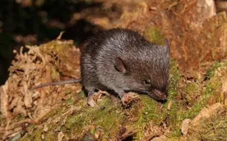 اكتشاف مثير لقوارض جديدة في جبال الأنديز البيروفية