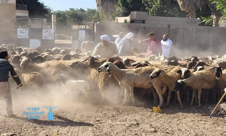 الزراعة تعلن عن تحصين 1.2 مليون رأس ماشية ضد الحمى القلاعية حتى الآن