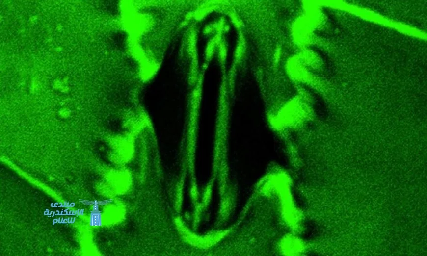 اكتشاف علمي مذهل يسمح للعلماء برؤية عملية تنفس النباتات في الوقت الحقيقي