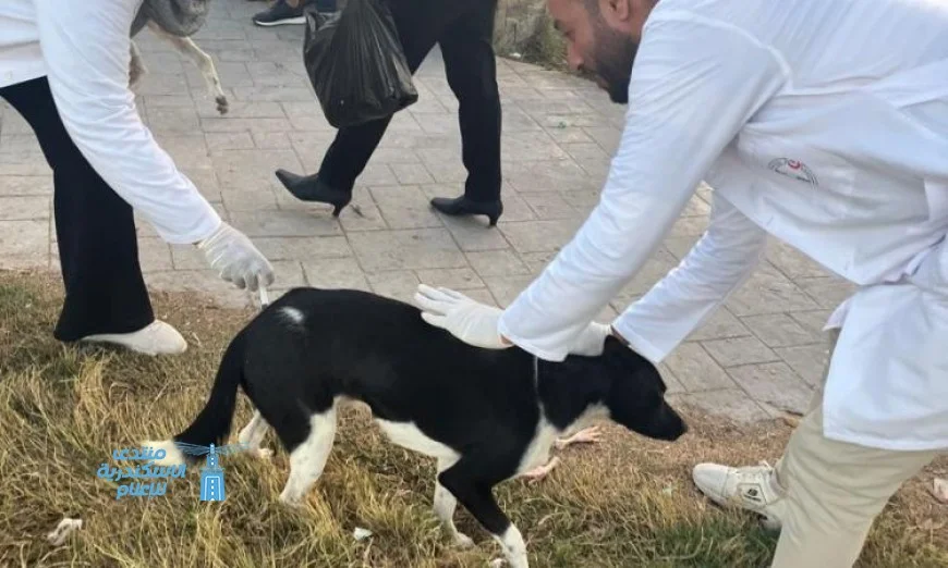 الزراعة تعلن تحصين 1.7 مليون رأس ماشية ضد الحمى القلاعية مع بدء حملات تحصين الكلاب