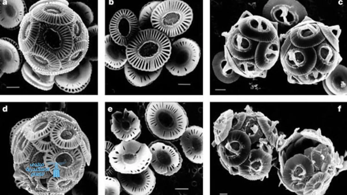 تحذيرات من العلماء حول تجاهل نماذج المناخ للكائنات البحرية المجهرية المهمة
