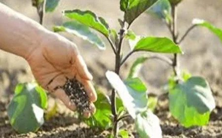 تقنيات التسميد الذكي تتكيف مع احتياجات التربة في الوقت الحقيقي